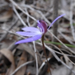 Cyanicula caerulea (Blue Fingers, Blue Fairies) at Point 389 - 5 Oct 2016 by JanetRussell