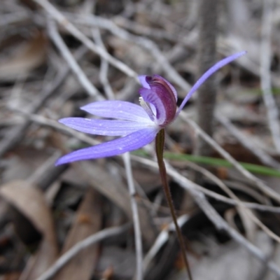 Cyanicula caerulea (Blue Fingers, Blue Fairies) at Point 389 - 5 Oct 2016 by JanetRussell