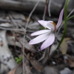 Caladenia fuscata (Dusky Fingers) at Bruce, ACT - 5 Oct 2016 by JanetRussell