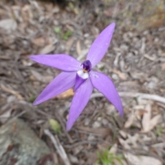 Glossodia major (Wax Lip Orchid) at Point 389 - 5 Oct 2016 by JanetRussell