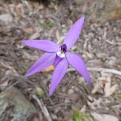 Glossodia major (Wax Lip Orchid) at Point 389 - 5 Oct 2016 by JanetRussell