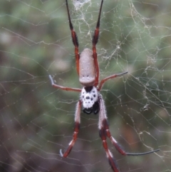 Trichonephila edulis (Golden orb weaver) at Rob Roy Range - 21 Mar 2015 by MichaelBedingfield