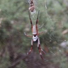 Trichonephila edulis at Conder, ACT - 21 Mar 2015 07:18 PM