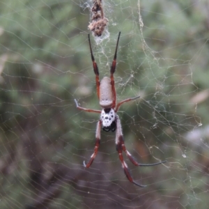 Trichonephila edulis at Conder, ACT - 21 Mar 2015