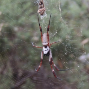 Trichonephila edulis at Conder, ACT - 21 Mar 2015 07:18 PM