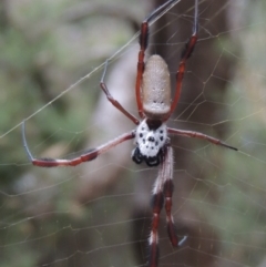 Trichonephila edulis at Conder, ACT - 21 Mar 2015 07:18 PM
