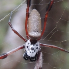 Trichonephila edulis at Conder, ACT - 21 Mar 2015 07:18 PM