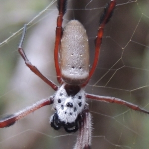 Trichonephila edulis at Conder, ACT - 21 Mar 2015 07:18 PM