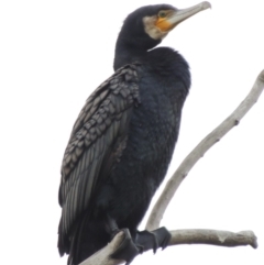 Phalacrocorax carbo (Great Cormorant) at Canberra, ACT - 17 Sep 2016 by MichaelBedingfield