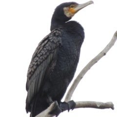 Phalacrocorax carbo (Great Cormorant) at Canberra, ACT - 17 Sep 2016 by michaelb