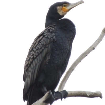 Phalacrocorax carbo (Great Cormorant) at Canberra, ACT - 17 Sep 2016 by michaelb