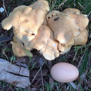 Leucopaxillus cerealis at O'Connor, ACT - 6 Oct 2016 06:02 PM