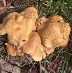 Leucopaxillus cerealis at O'Connor, ACT - 6 Oct 2016 06:02 PM