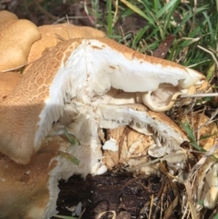 Leucopaxillus cerealis at O'Connor, ACT - 6 Oct 2016 06:02 PM