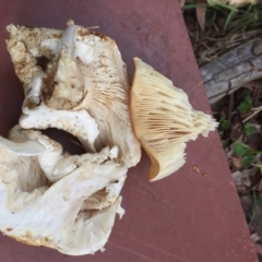 Leucopaxillus cerealis at O'Connor, ACT - 6 Oct 2016 06:02 PM