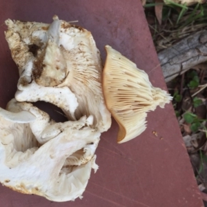 Leucopaxillus cerealis at O'Connor, ACT - 6 Oct 2016 06:02 PM