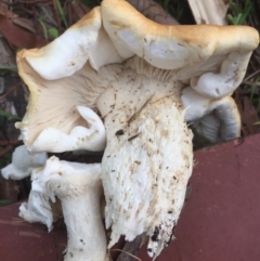 Leucopaxillus cerealis at O'Connor, ACT - 6 Oct 2016 06:02 PM