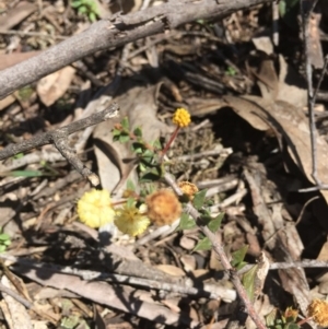 Acacia gunnii at O'Connor, ACT - 2 Oct 2016 12:51 PM