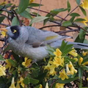 Manorina melanocephala at Conder, ACT - 3 Oct 2016 04:58 PM