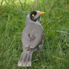 Manorina melanocephala at Conder, ACT - 3 Oct 2016