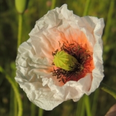 Papaver dubium (Longhead Poppy) at Bonython, ACT - 6 Oct 2016 by michaelb