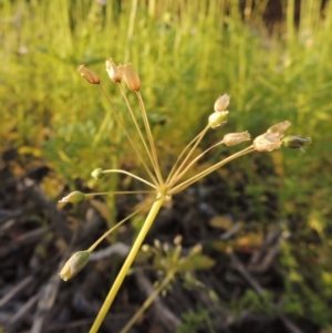 Holosteum umbellatum at Bonython, ACT - 6 Oct 2016