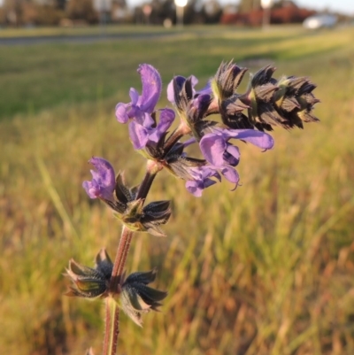 Salvia verbenaca var. verbenaca (Wild Sage) at Gordon, ACT - 6 Oct 2016 by MichaelBedingfield