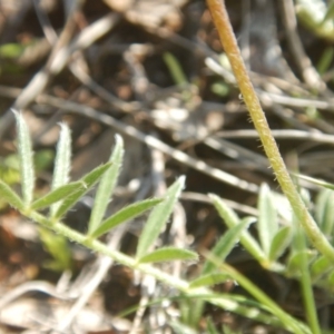 Swainsona sericea at Deakin, ACT - 5 Oct 2016 09:42 AM