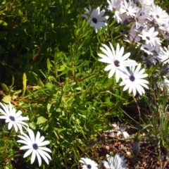 Dimorphotheca ecklonis (African Daisy) at Queanbeyan West, NSW - 4 Oct 2016 by Speedsta