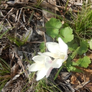 Freesia leichtlinii subsp. leichtlinii x Freesia leichtlinii subsp. alba at Deakin, ACT - 5 Oct 2016 09:50 AM