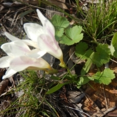 Freesia leichtlinii subsp. leichtlinii x Freesia leichtlinii subsp. alba at Deakin, ACT - 5 Oct 2016 09:50 AM