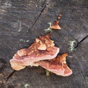 Rhodofomitopsis lilacinogilva complex at Paddys River, ACT - 6 Oct 2016 12:00 AM