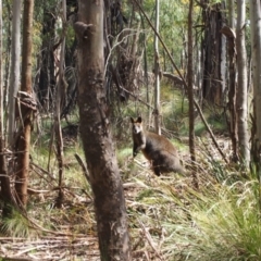 Wallabia bicolor (Swamp Wallaby) at Paddys River, ACT - 4 Oct 2016 by Speedsta