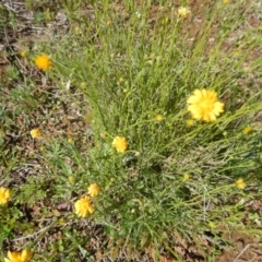 Calotis lappulacea (Yellow Burr Daisy) at Deakin, ACT - 4 Oct 2016 by MichaelMulvaney