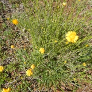 Calotis lappulacea at Deakin, ACT - 5 Oct 2016