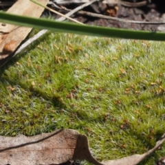 Campylopus (A moss) at Queanbeyan West, NSW - 5 Oct 2016 by Speedsta