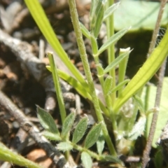 Swainsona sericea at Deakin, ACT - 5 Oct 2016