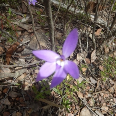 Glossodia major (Wax Lip Orchid) at Canberra Central, ACT - 6 Oct 2016 by MichaelMulvaney