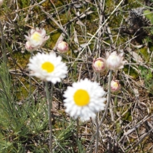 Leucochrysum albicans subsp. tricolor at Queanbeyan West, NSW - 5 Oct 2016