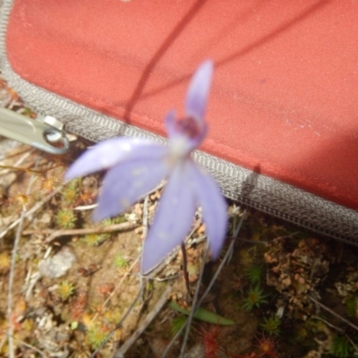 Cyanicula caerulea (Blue Fingers, Blue Fairies) at Point 25 - 6 Oct 2016 by MichaelMulvaney