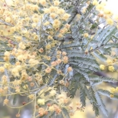 Acacia dealbata (Silver Wattle) at Fadden, ACT - 19 Aug 2016 by RyuCallaway