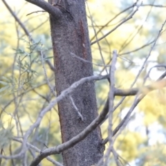 Acacia dealbata at Fadden, ACT - 20 Aug 2016 08:15 AM