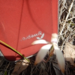 Caladenia ustulata (Brown Caps) at Canberra Central, ACT - 6 Oct 2016 by MichaelMulvaney