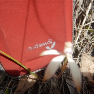 Caladenia ustulata at Point 25 - suppressed