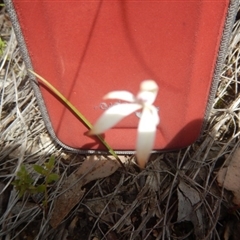 Caladenia ustulata at Point 25 - suppressed