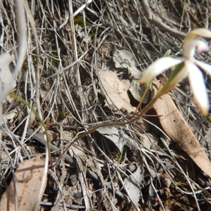 Caladenia ustulata at Point 25 - suppressed