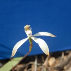 Caladenia ustulata (Brown Caps) at Point 29 - 6 Oct 2016 by MichaelMulvaney