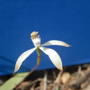 Caladenia ustulata at Point 29 - 6 Oct 2016