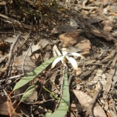 Caladenia ustulata at Point 29 - 6 Oct 2016