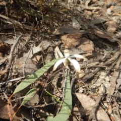 Caladenia ustulata at Undefined Area - suppressed